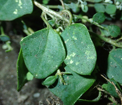 Chenopodium trigonon trigonon