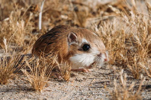 Dipodomys merriami
