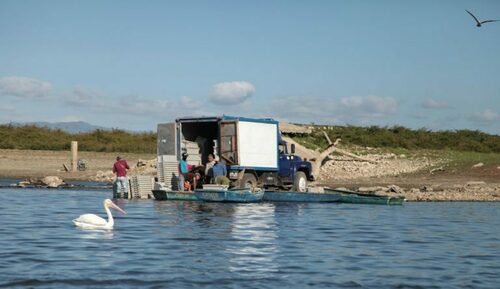 American White Pelican
