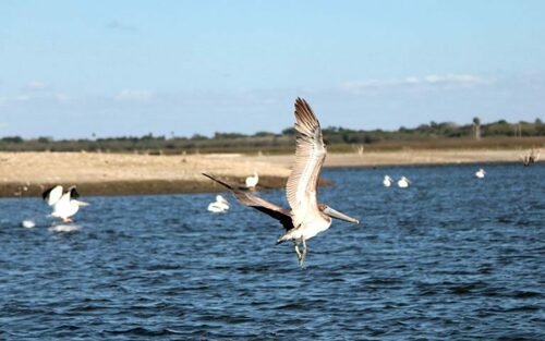 Brown Pelican
