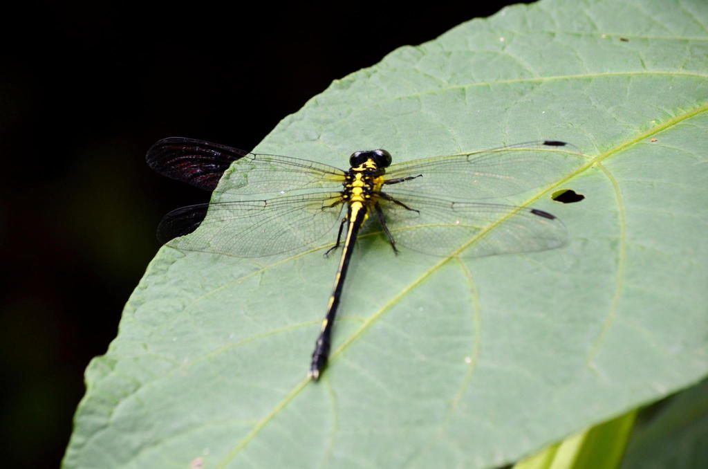Fukienogomphus