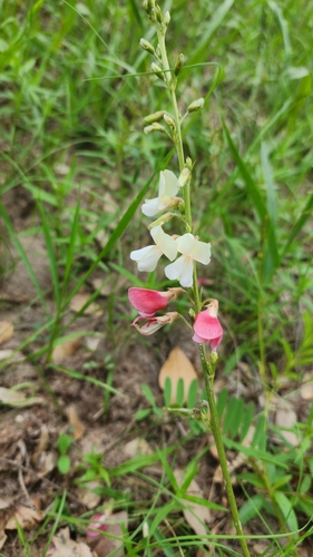 Image of Tephrosia onobrychoides by (c) Ayla, some rights reserved (CC BY)