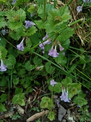 Glechoma hederacea