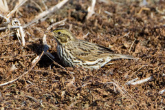 Passerculus sandwichensis beldingi