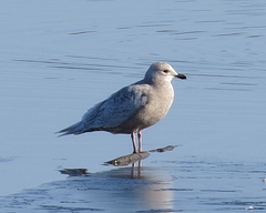 Larus glaucoides kumlieni