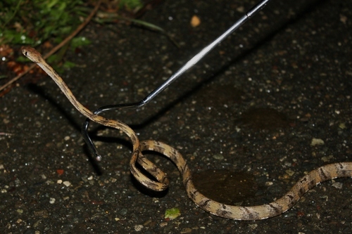 White-spotted Cat Snake