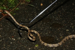 Schultz's Blunt-Headed Tree Snake photo 2