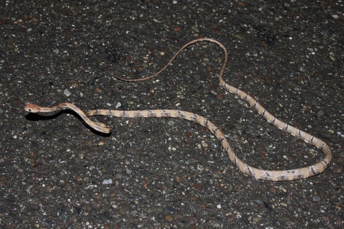 White-spotted Cat Snake