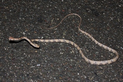 Schultz's Blunt-Headed Tree Snake photo 3