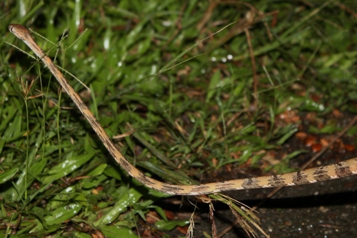White-spotted Cat Snake
