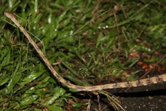 Schultz's Blunt-Headed Tree Snake photo 4