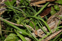Schultz's Blunt-Headed Tree Snake photo 5