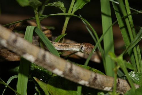 White-spotted Cat Snake