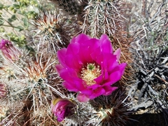Echinocereus engelmannii