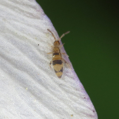 Entomobrya triangularis