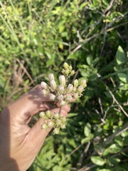 Syneilesis hayatae, photograph Zheng-An Wang, CC BY, iNaturalist via GBIF