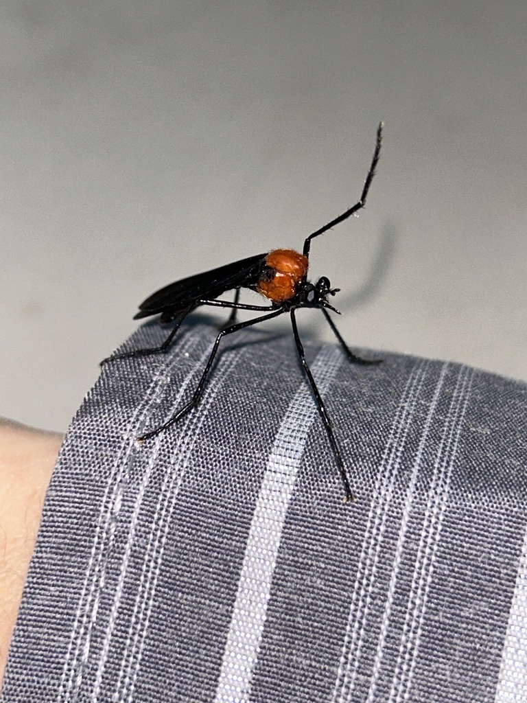 Pseudorus bicolor