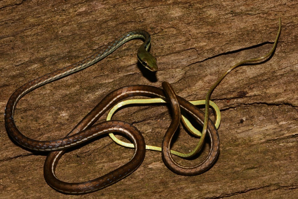 Boulenger's Bronzeback