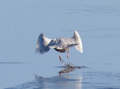 Larus glaucoides kumlieni