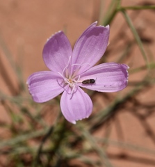 Lygodesmia grandiflora dianthopsis