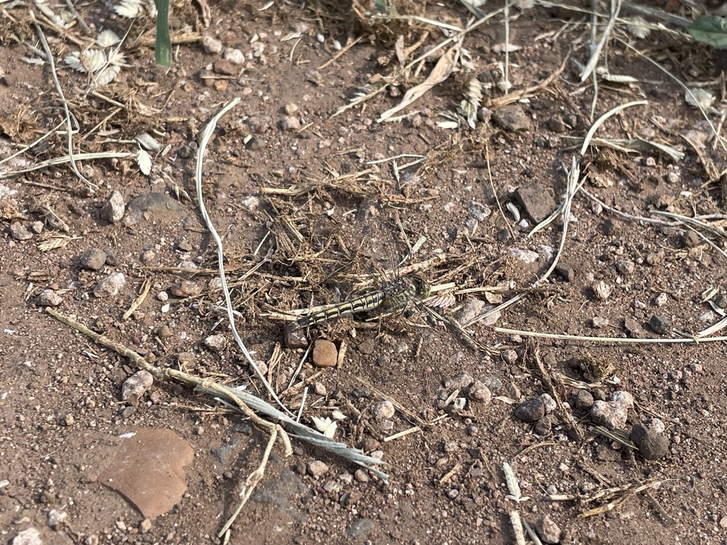Groundlings Area Southern Banded Groundling from Kruger National Park, Bushbuckridge, MP ...