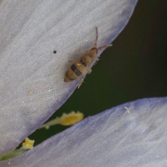 Entomobrya triangularis