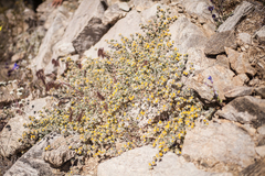 Acmispon heermannii heermannii