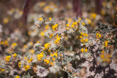 Acmispon heermannii heermannii