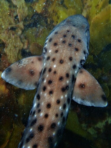 Blackspotted catshark (Aulohalaelurus labiosus) — Scyliorhinidae — 4