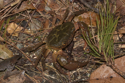 Longpotamon chekiangense