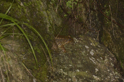 Giant Spiny Frog