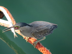 Atherinomorus lacunosus