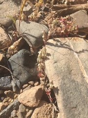 Callipeltis cucullaris