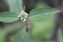 Lantana canescens