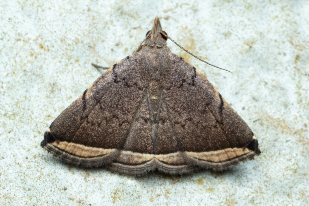 Lysimelia alstoni