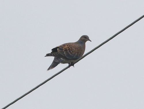 Tórtola oriental (Streptopelia orientalis)