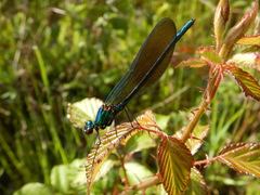 Calopteryx xanthostoma