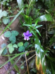 Monopsis stellarioides