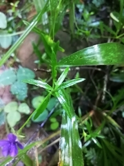 Monopsis stellarioides