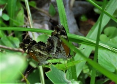 Anthanassa texana seminole