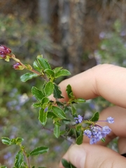 Ceanothus foliosus
