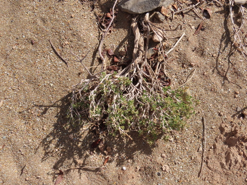 Aizoon schellenbergii (Aizoon schellenbergii)