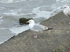 Larus argentatus
