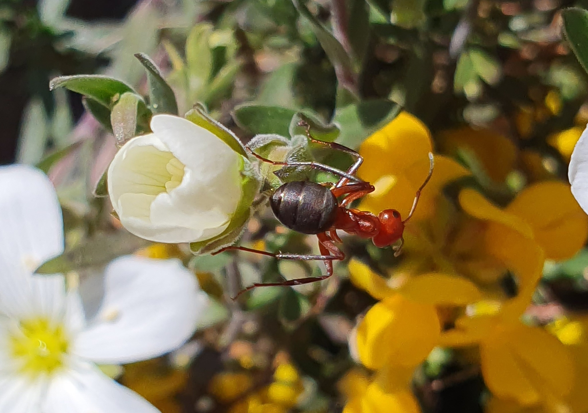 Formica dusmeti