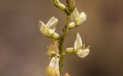 Astragalus tricarinatus