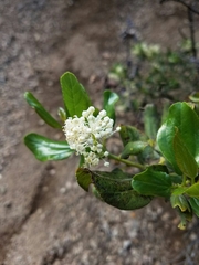 Ceanothus incanus