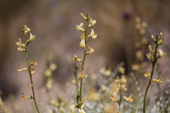 Astragalus tricarinatus