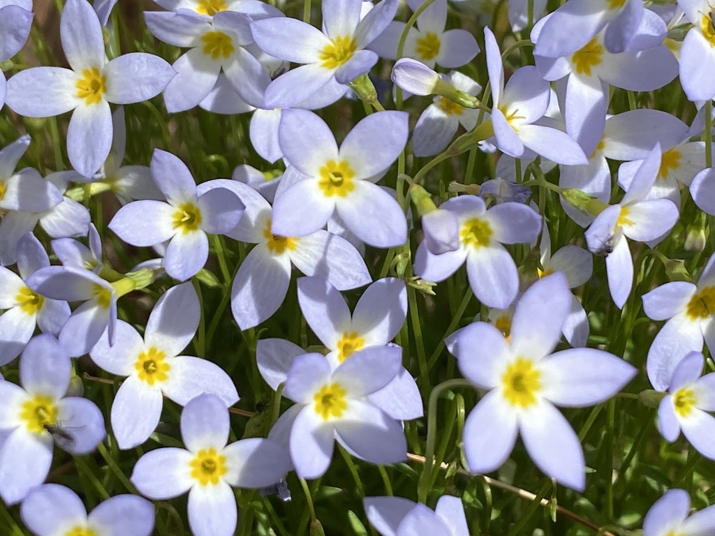 azure bluet