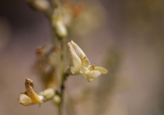 Astragalus tricarinatus