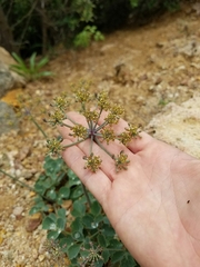 Lomatium repostum